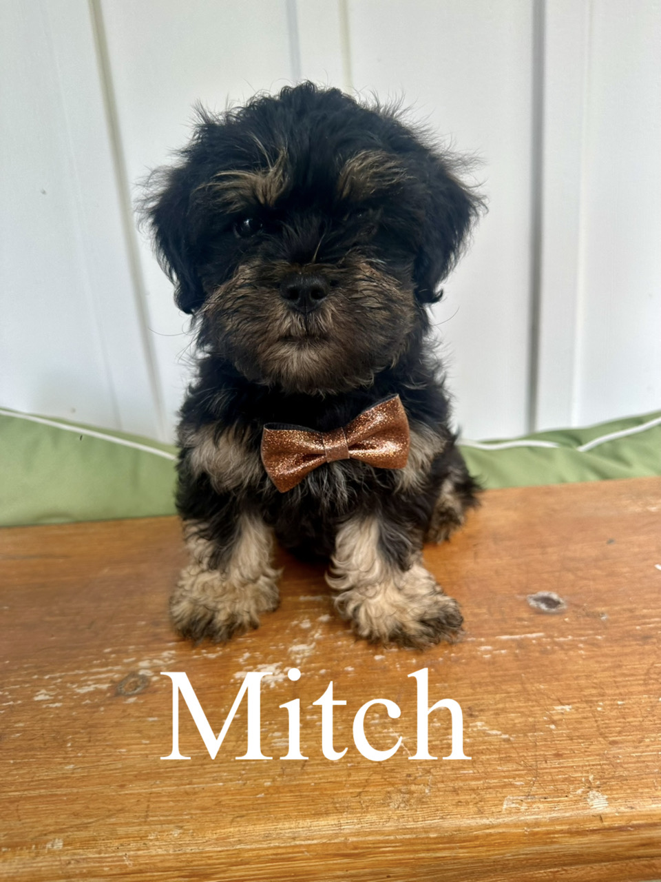 Mitch 2